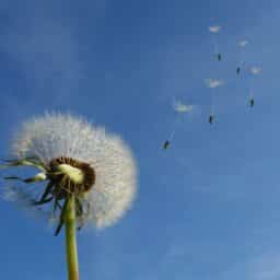 Dandelion puff on a windy day.
